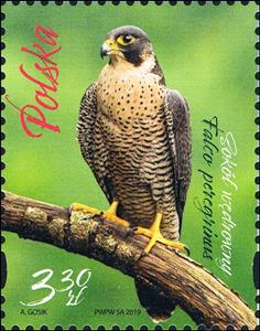 Stamp, Peregrine Falcon, Poland,  , Animals (Fauna), Birds, Falcons, Joint Issues