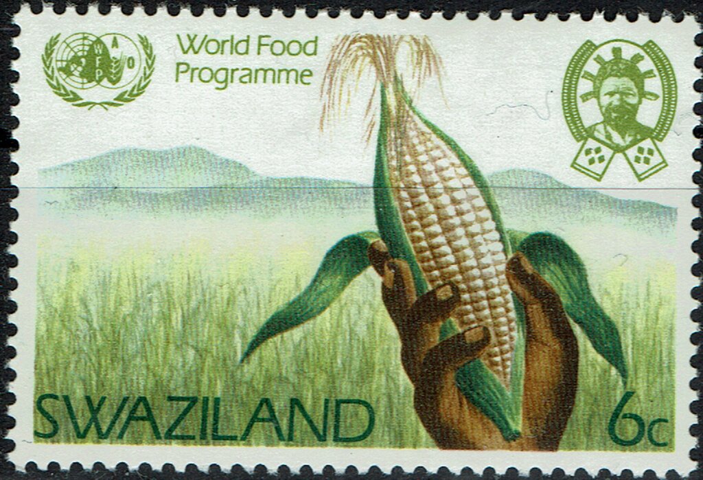 Maize