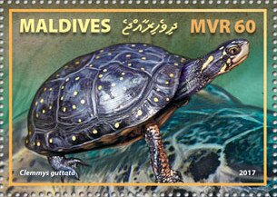 Spotted Turtle (Clemmys guttata)