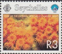 Dendrophyllia sp.