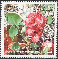 Rumex Vesicarius