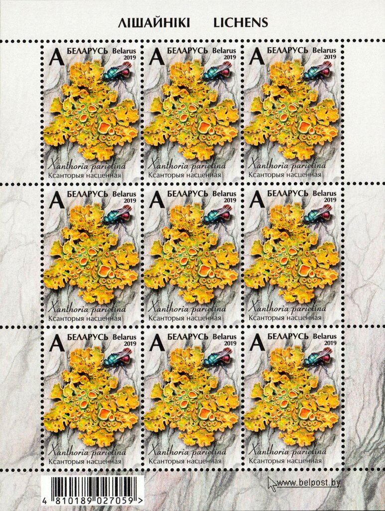 Common Orange Lichen (Xanthoria parietina)