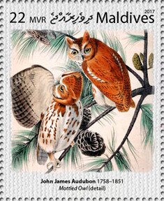"Mottled Owl" (detail), by John James Audubon