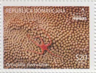 Corals