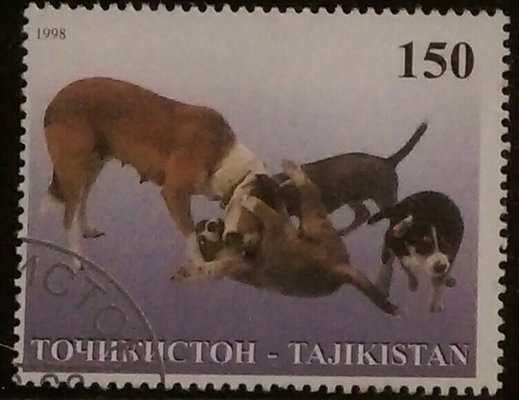 Dogs playing