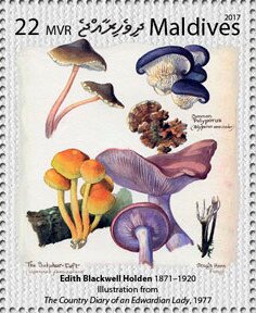 Various Mushrooms, by Edith Blackwell Holden