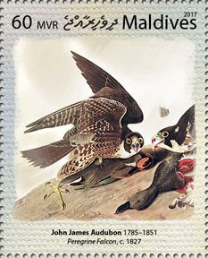 "Peregrine Falcon" (c. 1827), by John James Audubon