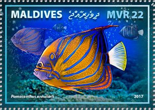 Stamp, Bluering Angelfish (Pomacanthus annularis), Maldives,  , Animals (Fauna), Sea Life