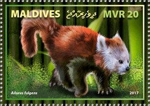 Red Panda (Ailurus fulgens)