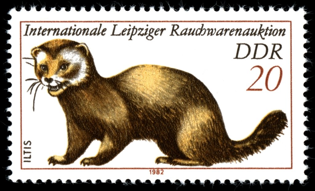 European Polecat (Mustela putorius)