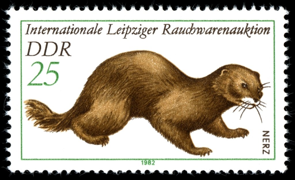 European Mink (Mustela lutreola)