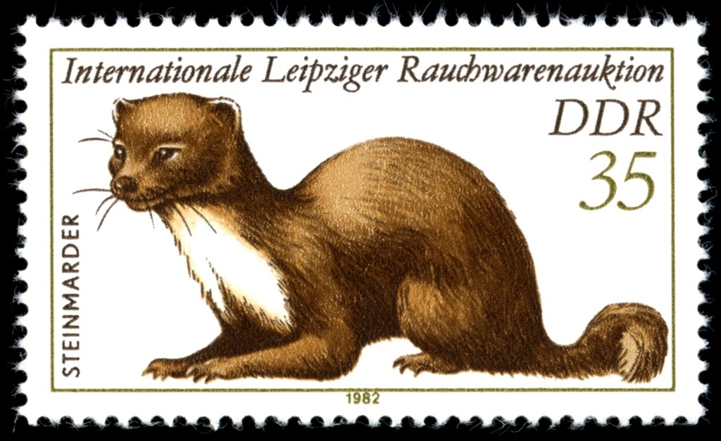 Stone Marten (Martes foina)