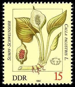 Stamp, Calla palustris, Germany, Democratic Republic,  , Plants (Flora)