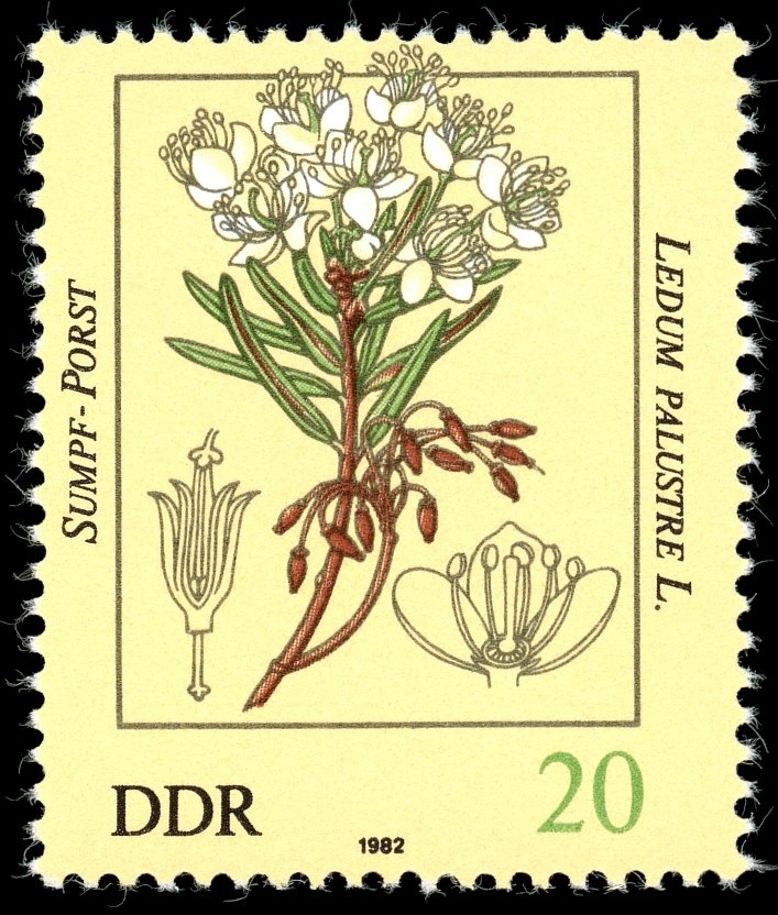 Ledum palustre