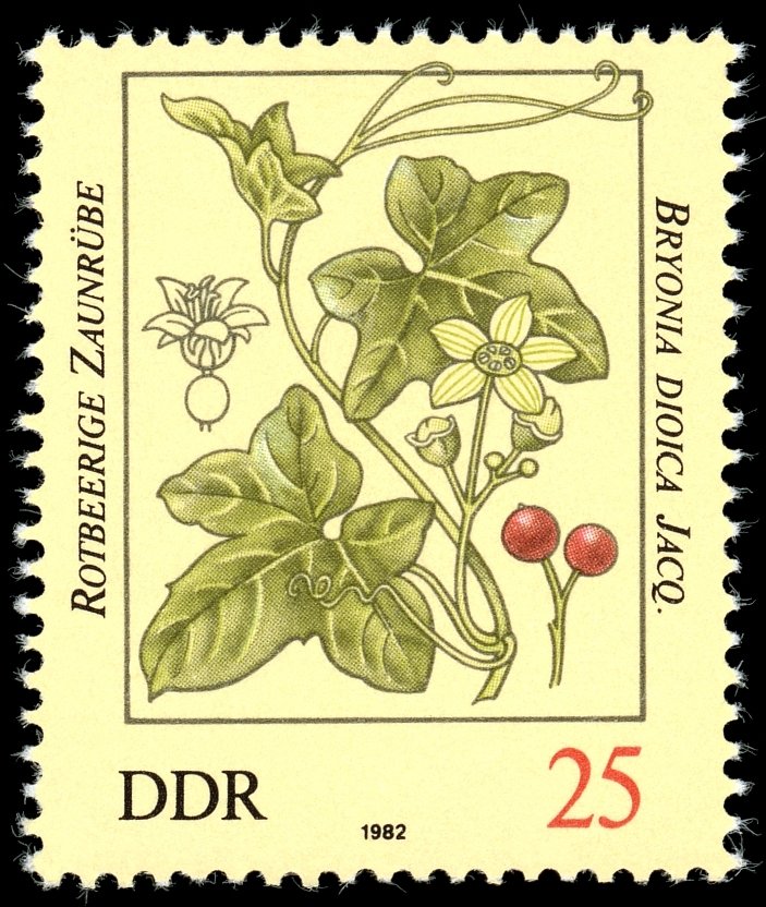 Bryonia dioica