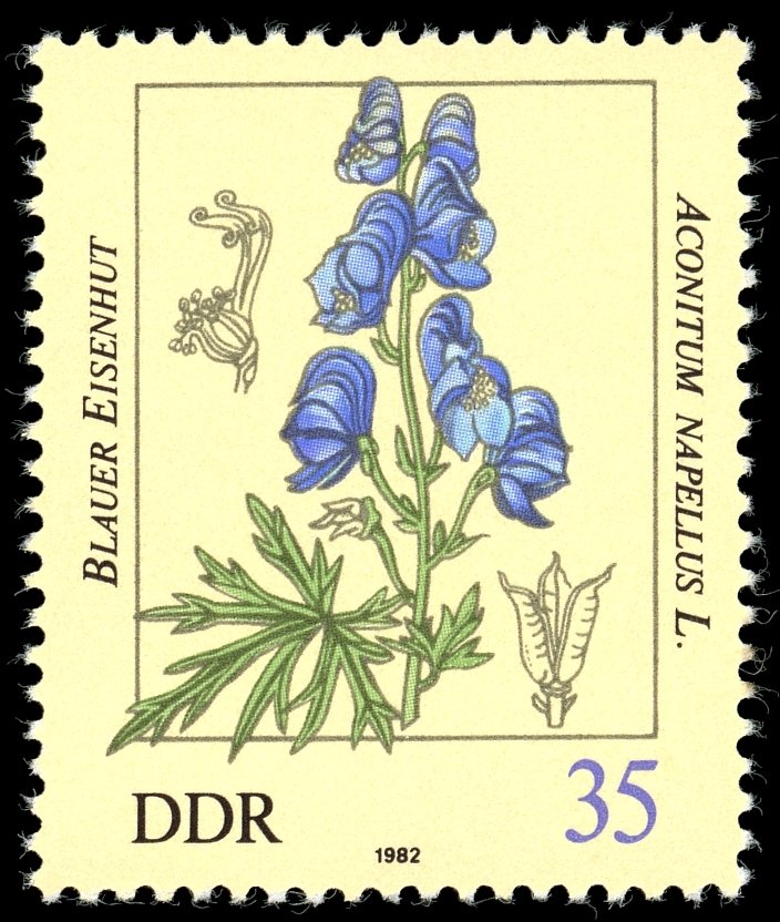 Aconitum napellus
