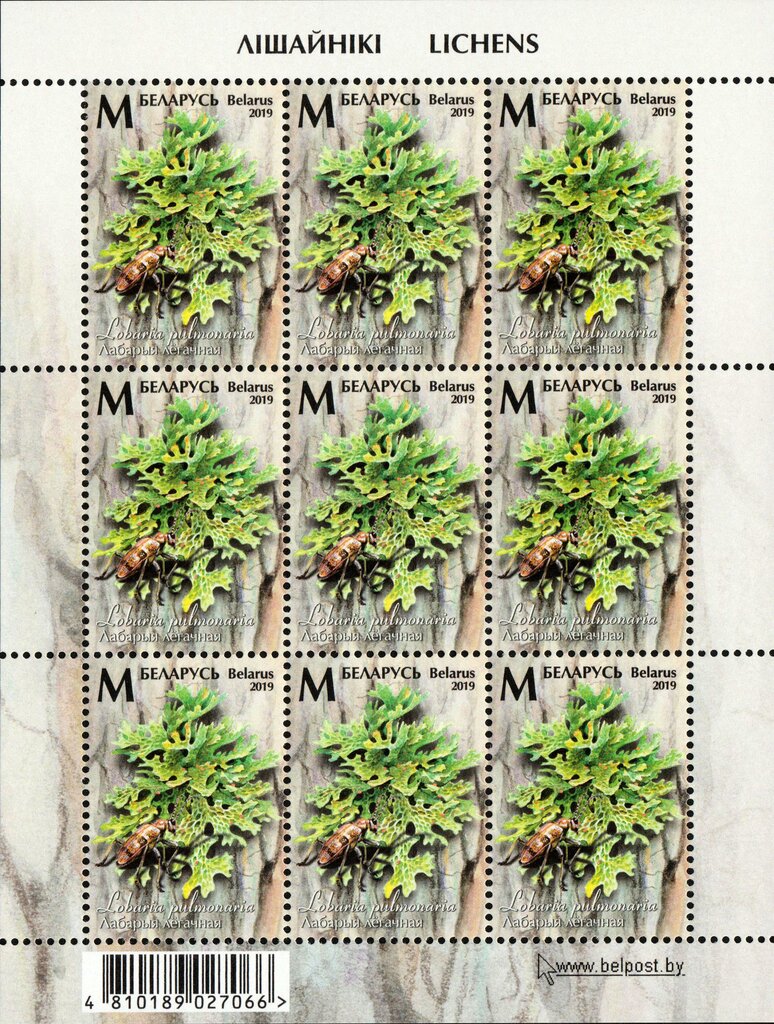 Lungwort Lichen (Lobaria pulmonaria)
