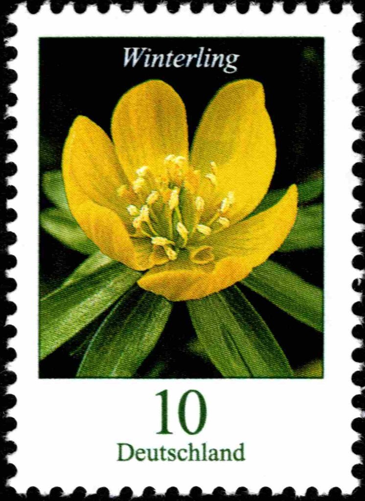 Eranthis hyemalis - Winter Aconite
