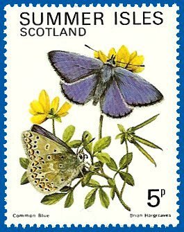 Common blue