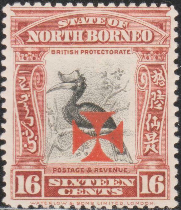 Rhinoceros Hornbill with Maltese Cross