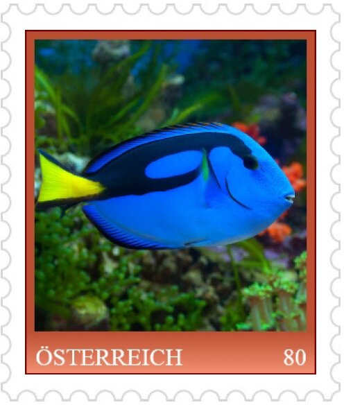 Regal Tang (Paracanthurus hepatus)