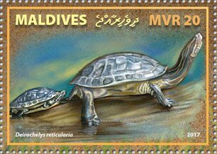 Chicken Turtle (Deirochelys reticularia)