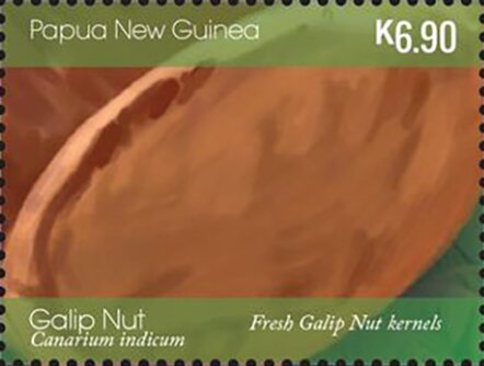 Fresh Galip Nut Kernels (detail)