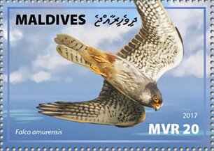 Amur Falcon (Falco amurensis)
