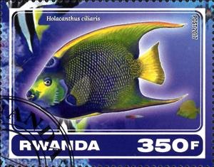 Stamp, Holacanthus ciliaris, Cinderellas,  , Animals (Fauna), Fishes