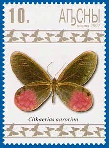 Cithaerias aurorina