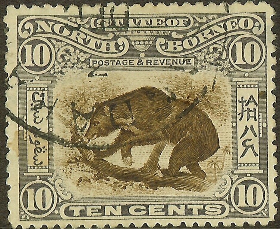 Sun Bear (Ursus malayanus)