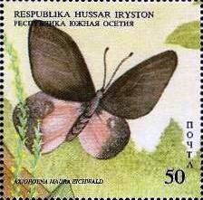 Stamp, Axiopoena maura etchwald, Cinderellas,  , Animals (Fauna), Butterflies, Insects