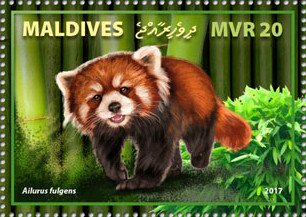 Red Panda (Ailurus fulgens)