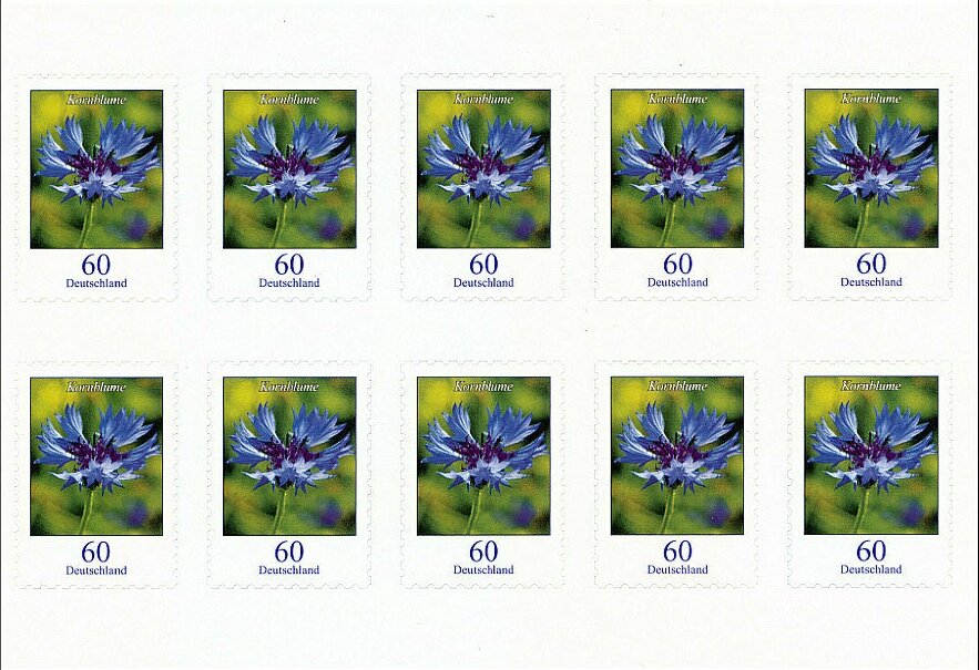 Cornflower - Centaurea cyanus