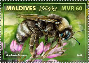 Bombus bohemicus