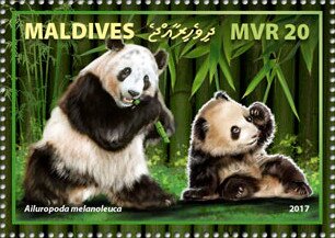 Giant Panda (Ailuropoda melanoleuca)
