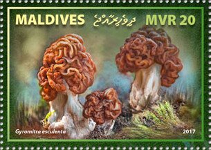 Gyromitra esculenta