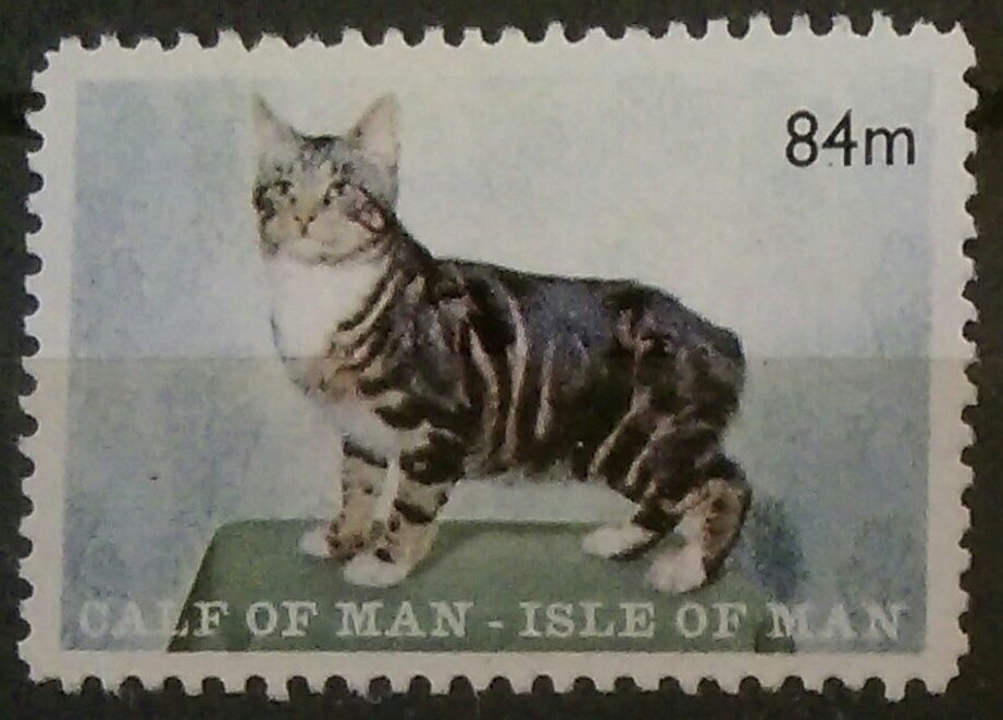 Manx Cat