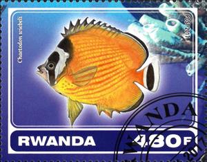 Stamp, Chaetodon wiebeli, Cinderellas,  , Animals (Fauna), Fishes