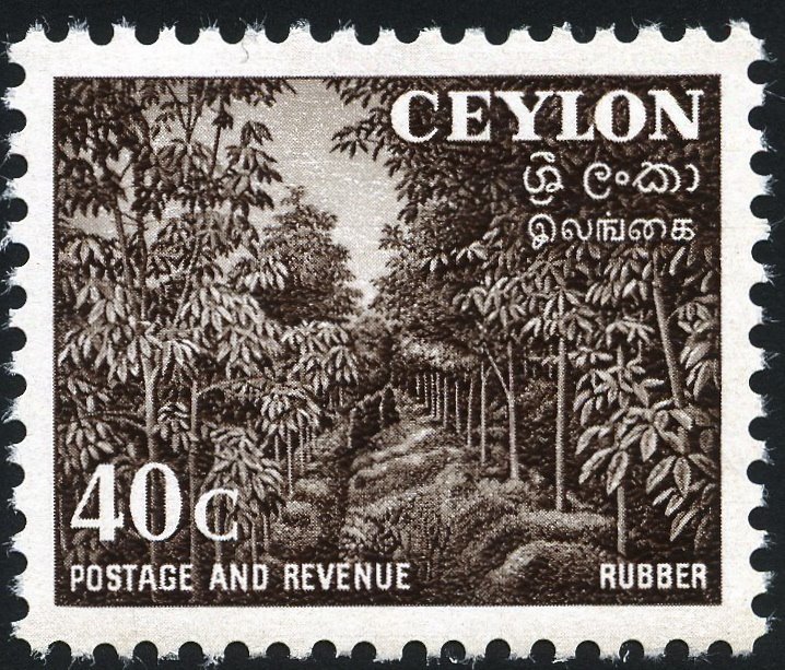 Rubber Trees