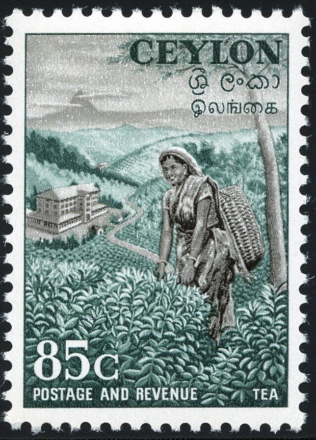 Tea Picker