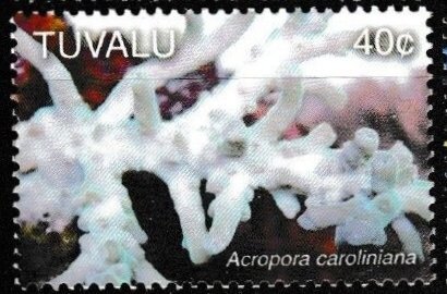 Acropora caroliniana