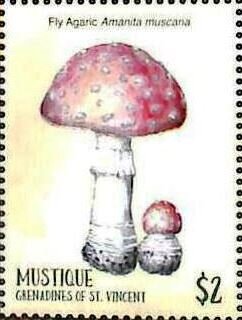 Amanita muscana