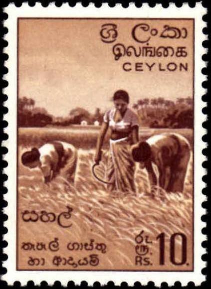Rice harvest