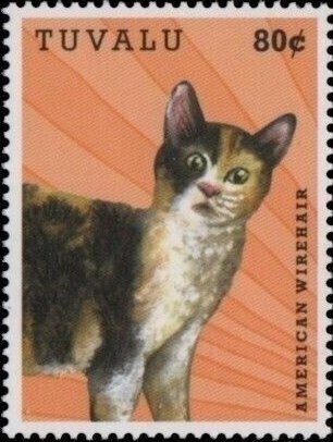 American Wirehair