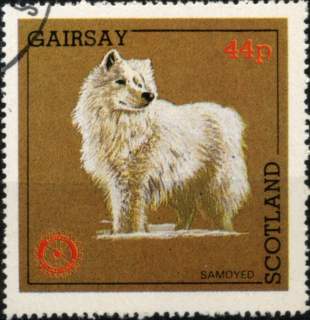 Samoyed