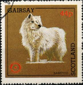 Stamp, Samoyed, Cinderellas,  , Animals (Fauna), Dogs, Mammals