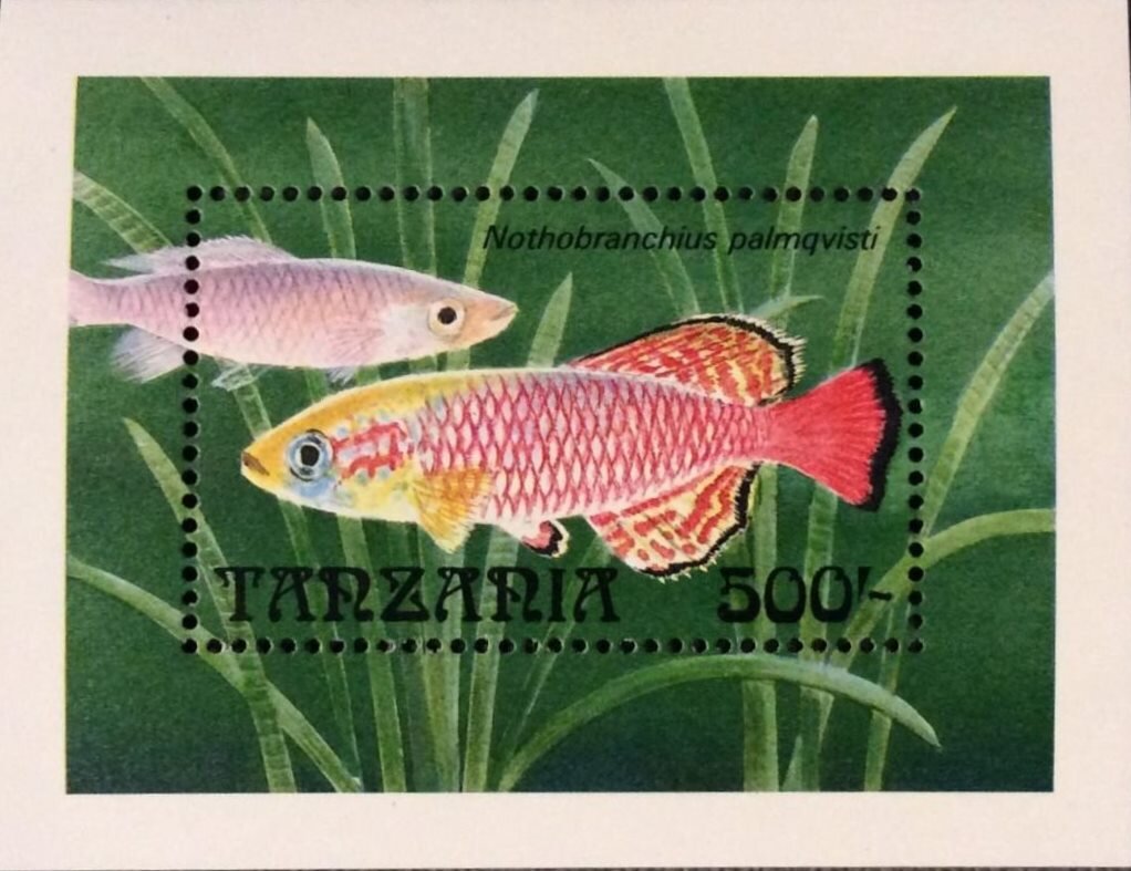 Nothobranchius palmqvisti
