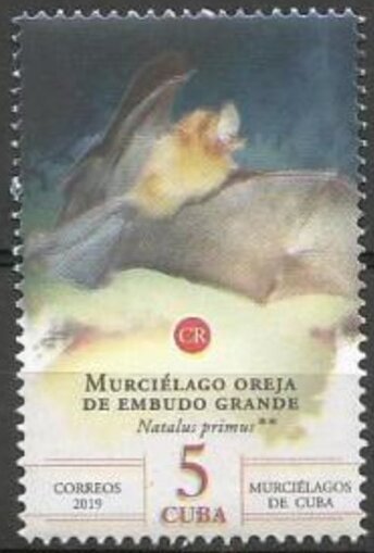 Bats