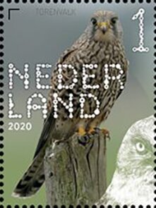 Common Kestrel (Falco tinnunculus)